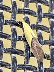 Opogona protodoxa