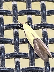 Opogona protodoxa