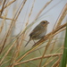 Atlantic Nelson's Sparrow - Photo (c) Brian Vigorito, some rights reserved (CC BY-NC), uploaded by Brian Vigorito