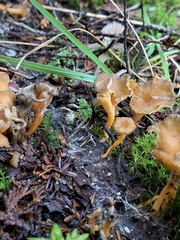 Craterellus lutescens