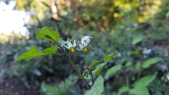 Solanum
