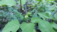Solanum