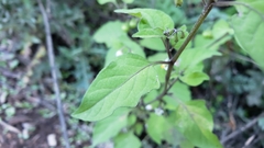 Solanum
