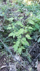 Solanum