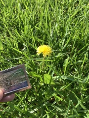 Taraxacum