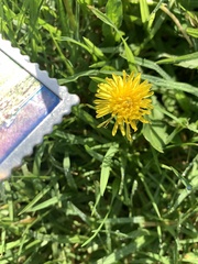 Taraxacum