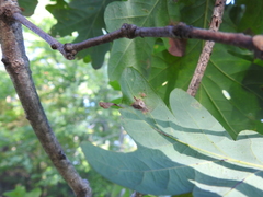 Andricus quercuspetiolicola