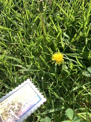 Taraxacum