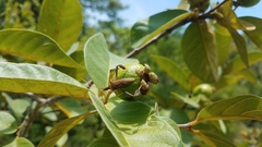 Leptoglossus cinctus