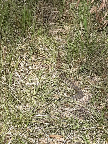 Tiger Snake sighting