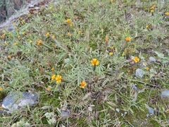 Tagetes gracilis