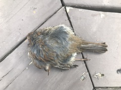 Passeriformes