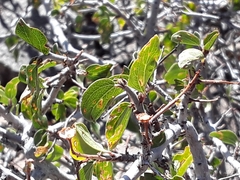 Ceanothus martini