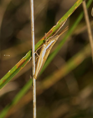 Leptysma marginicollis