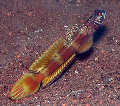 Amblyeleotris latifasciata