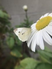Pieris rapae