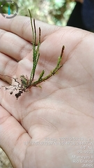 Cochlidium serrulatum