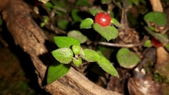 Nertera dichondrifolia