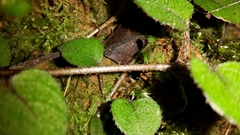 Nertera dichondrifolia