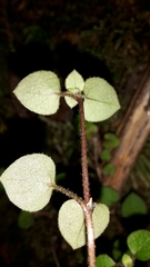 Nertera dichondrifolia