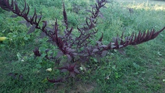 Amaranthus hypochondriacus
