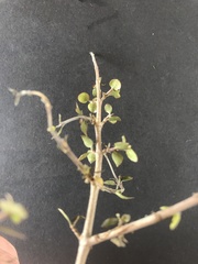 Coprosma rhamnoides