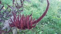 Amaranthus hypochondriacus