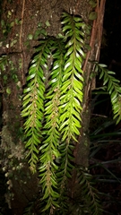 Tmesipteris sigmatifolia