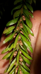 Tmesipteris sigmatifolia