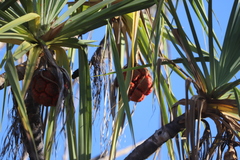 Pandanus spiralis