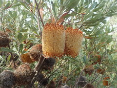 Banksia ornata