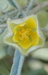 Sida calyxhymenia
