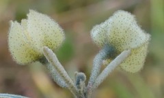 Sida calyxhymenia