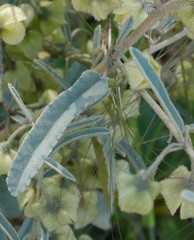 Sida calyxhymenia