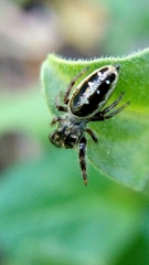 Dendryphantes