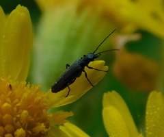 Oedemera virescens