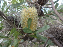 Banksia ornata