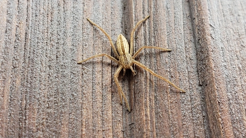 Oblong Running Spider photo 3