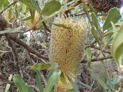 Banksia ornata