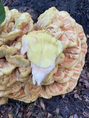 Laetiporus sulphureus