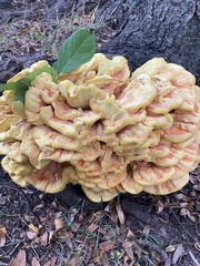 Laetiporus sulphureus