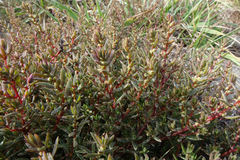 Suaeda novae-zelandiae