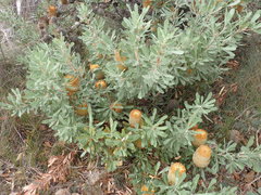 Banksia ornata