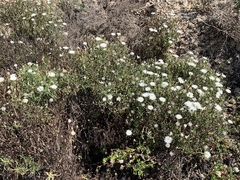 Malacothrix saxatilis saxatilis