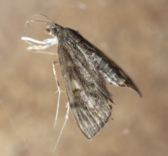 Anania plectilis