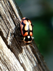 Eriopis serrai