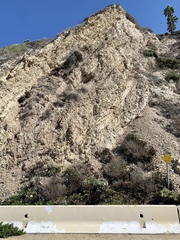 Malacothrix saxatilis saxatilis