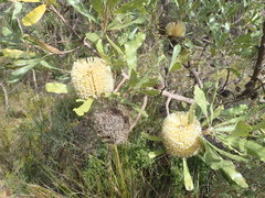 Banksia ornata