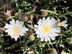 Malacothrix saxatilis saxatilis