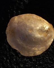 Heteranomia squamula